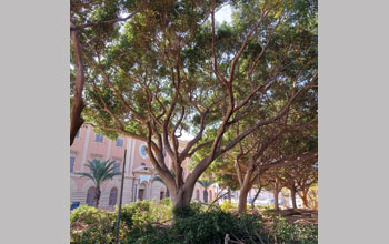 ficus-di-Palermo