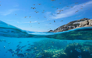 flora-e-fauna-del-mediterraneo