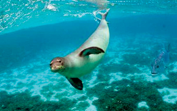 foca-monaca