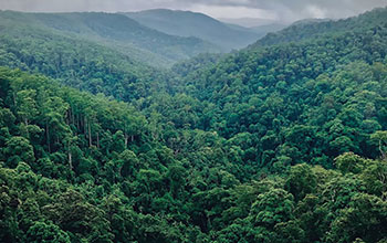 foresta-amazzonia