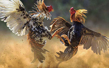 galli2