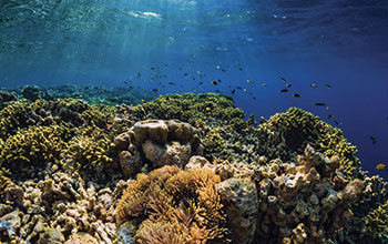 grande-barriera-corallina