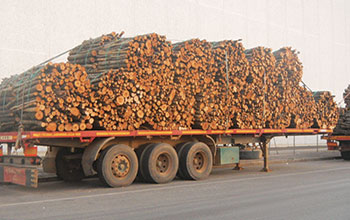 legno