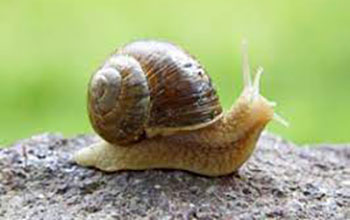 lumaca