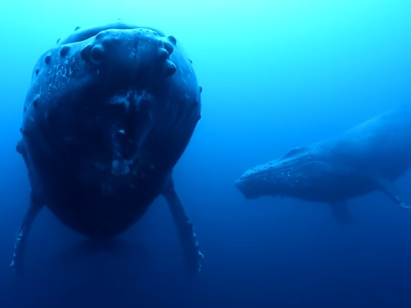 mammiferi marini nel mare dell alaska