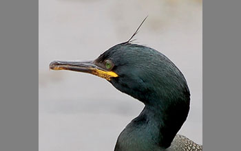 marangoni
