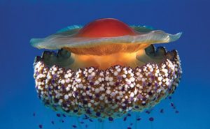Le meraviglie del mare