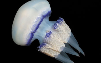 meduse_Rhizostoma_pulmo