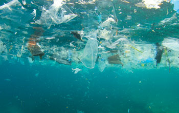 microplastiche