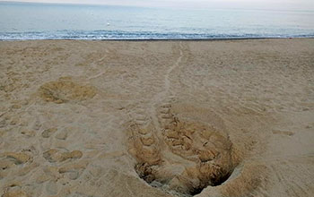 nidificazione-tartaruga-Caretta-caretta