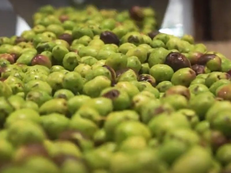 olive-frantoi-y