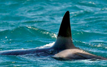 orca-genovese