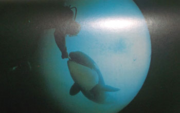 orca
