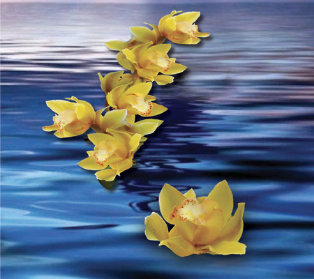 orchidea-mare-450×400