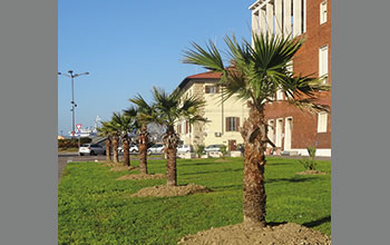 palme-Rotary