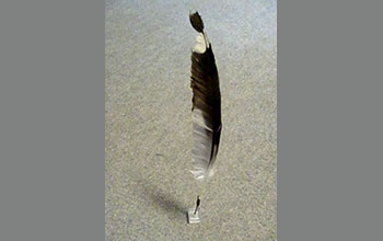 penna-piuma
