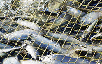 pesca-pesci