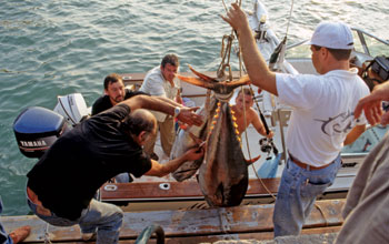 pesca-tonno