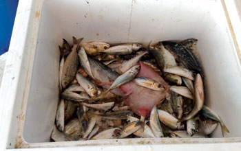 pesce-contraffatto