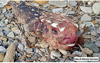 pesce-istrice