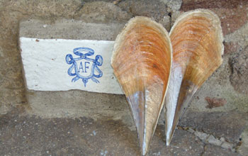 pinna-nobilis