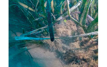 posidonia