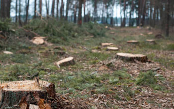 prodotto-forestale