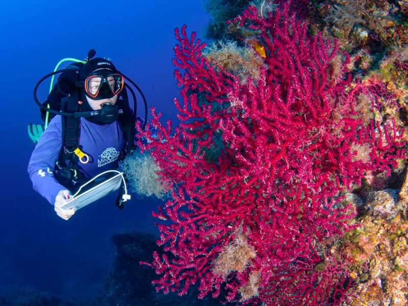 progetto-Marevivo-MedCoral-Guardians—il-censimento-del-corallo,-qui-è-ancora-rosso-com1