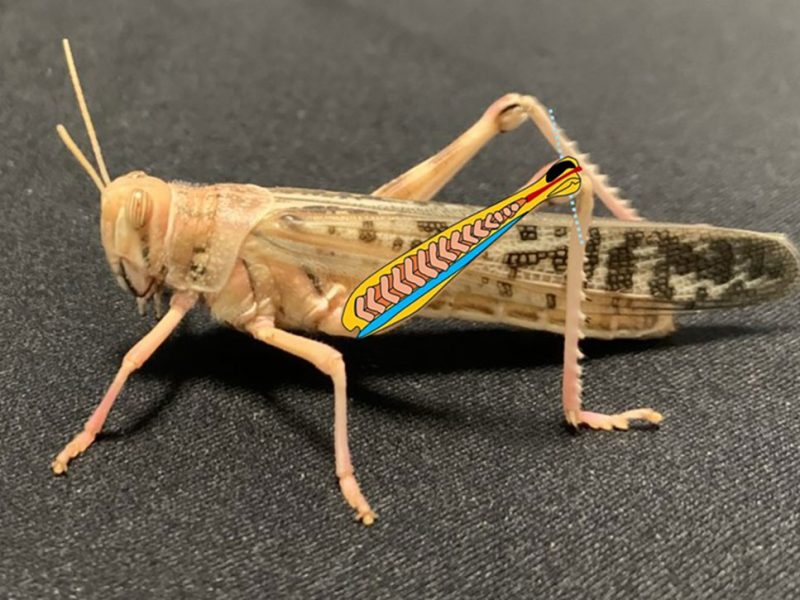 robot-insetto-santanna