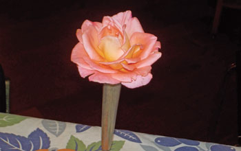 rosa-giardino
