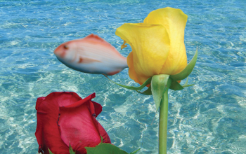 rose-mare