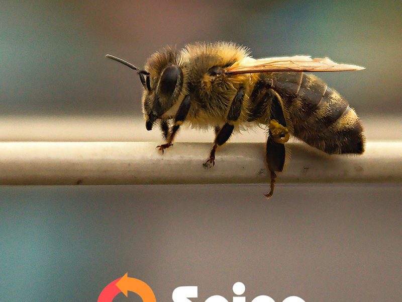 seipa-api3-com