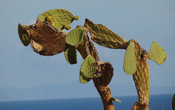sete-fico-d’india
