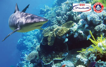 shark-GIORNATA-DEGLI-SQUALI