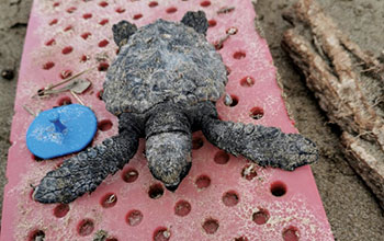 tartaruga-Caretta-blu-Acquario-di-Livorno