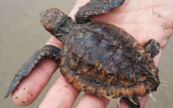 tartaruga-Caretta-caretta