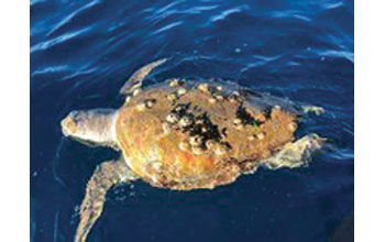 tartaruga-Caretta-caretta2