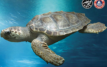 tartaruga-Caretta3