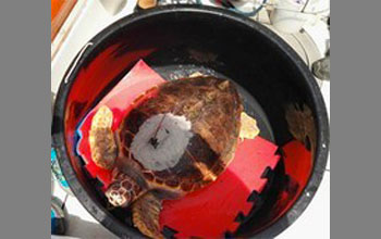 tartaruga-Eleonora-caretta