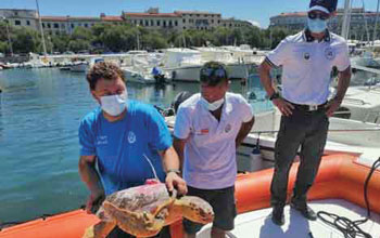 tartaruga-caretta2