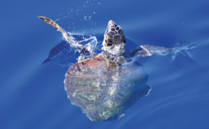 Macrorifiuti galleggianti nel Mediterraneo uno studio aggiornato sulle plastiche
