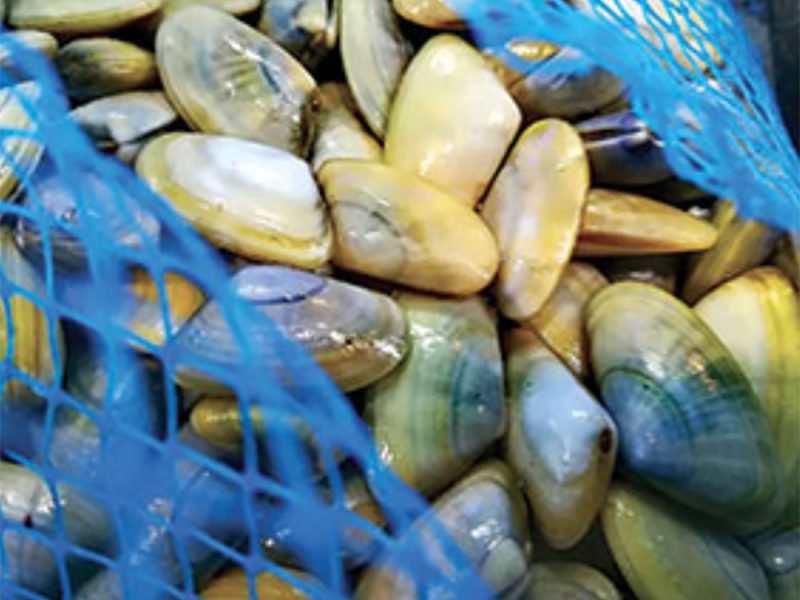 telline-scatta-il-divito