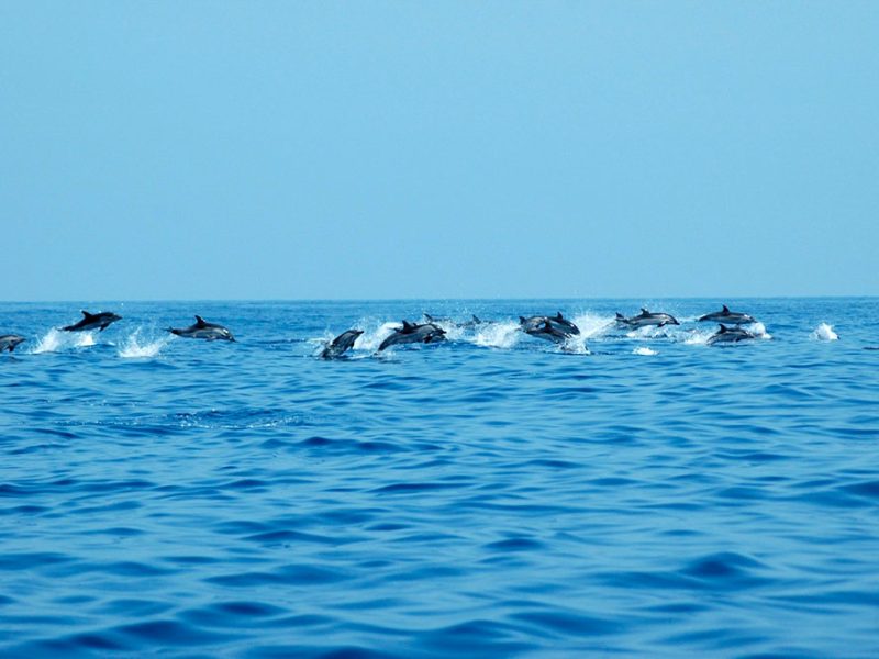 un-gruppo-di-stenelle-avvisatate-grazie-al-monitoraggio-di-Fondazione-Cima-a-bordo-dei-traghetti-di-Corsica-Sardinia-Ferries-com1