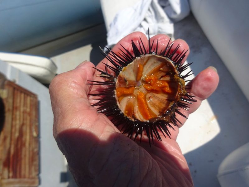 un-riccio-di-mare-della-specie-paracentrotus–1af1