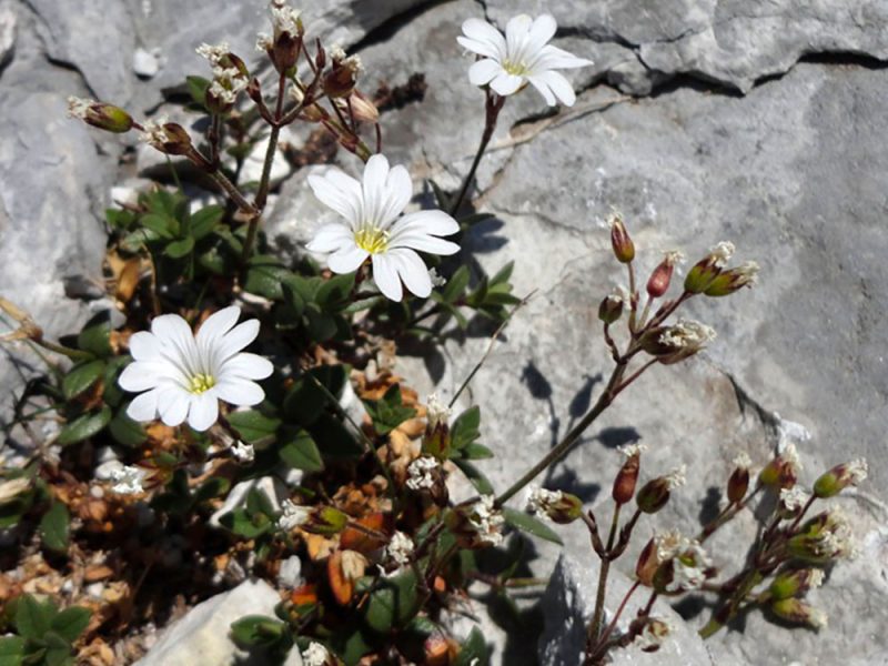 una-delle-piante-a-rischio-estinzione-secondo-studio-universit-toscane-1compi
