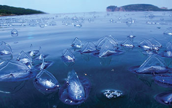 velella