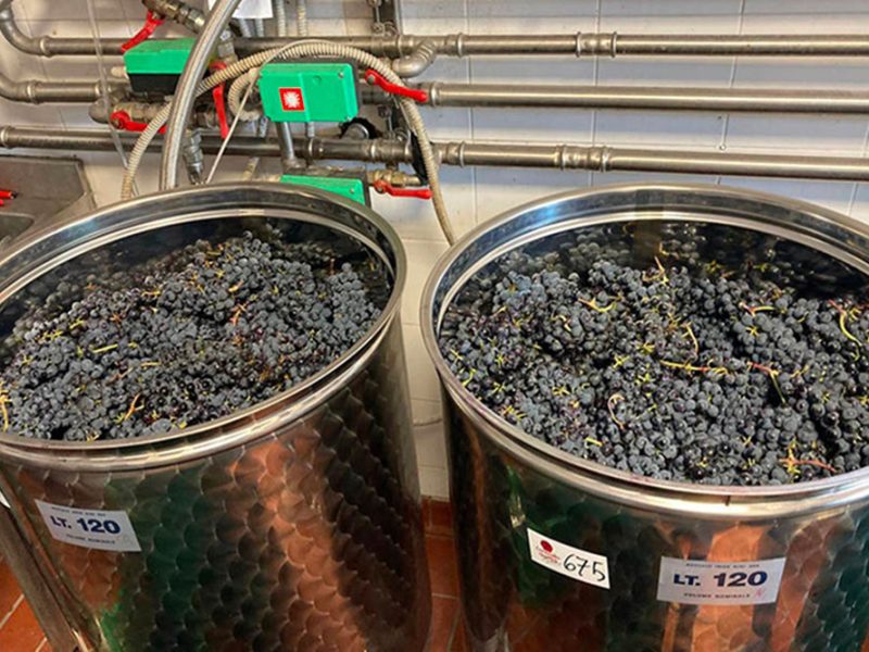 vino-unipi