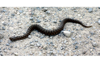 vipera
