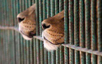 zoo-gabbia
