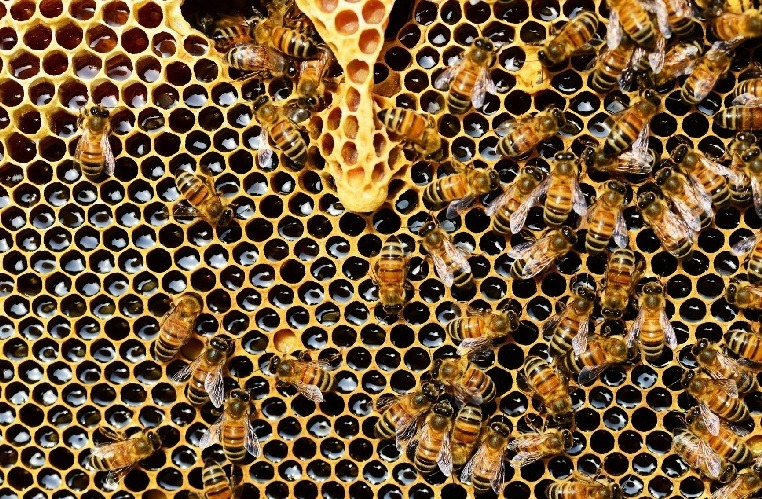AGRICOLTURABIOLOGICA